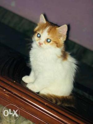 White And Brown doll face 2 monthns kitten..female