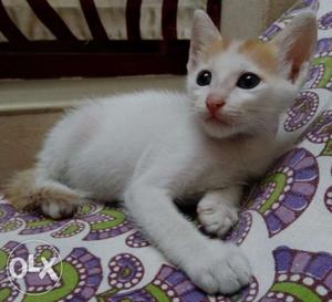 White And orange Tabby kitten