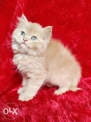 White and Golden Persian kitten for sale cash on