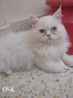 White percian Kitten