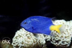 Yellow tail blue dansel