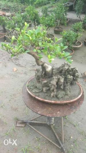 Beautiful bonsai, home decor ficus microcarpa