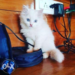 Cute Persian cat 2 months old