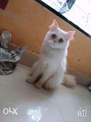 Doll Face female percian cat 6 month