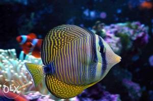 Marine fish available shipping all over India