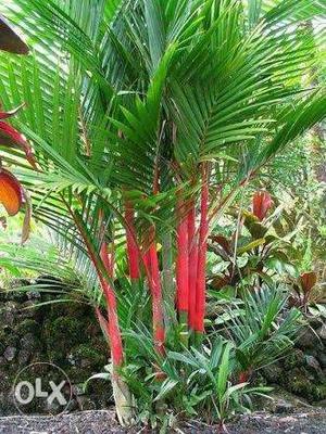 Red palms for sale just for 500rps
