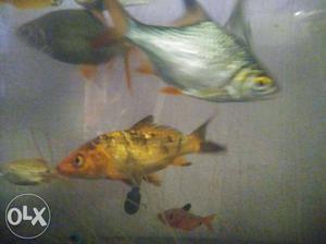 1 koi,1 platy,1 tetra very active and in good size
