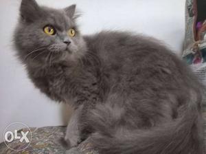 2 male Persian cats Grey colour and Tabby colour