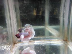 All type of betta fishes available for