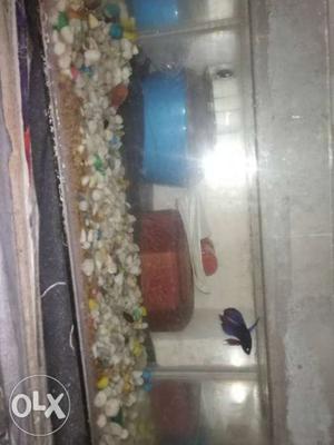 Aquarium with fish and stones15 and 10cms and female betta,,