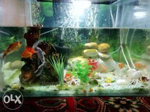 Aquariums on sale. Anyone Interested Can Call