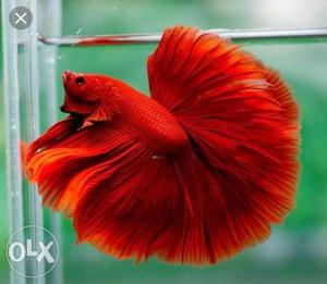 Betta fish for sale whoelsale price 125(min -30