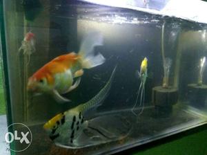Black And Yellow Fish In Fish Tank