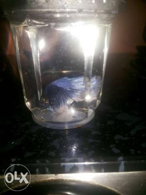 Blue and white moon betta 150rs (txt for more