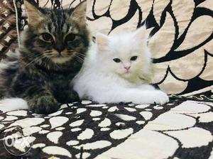 Different colour persian kittens toilet trained