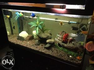 Fully decorated Aquarium with fishes filters