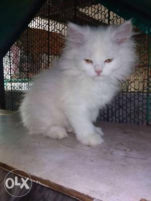 Healthy male kitten 65 days old urgent sale