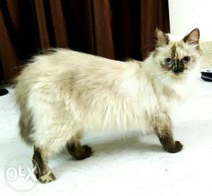 Himaliyan parshan cat for sale female