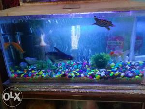 I to sale my aquarium with toys light filter and