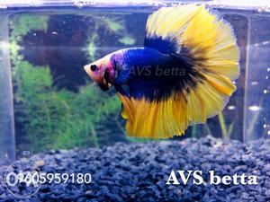 Impoted bettas avaliable