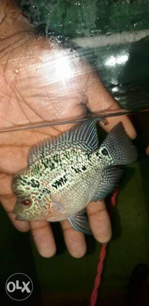 Magma flower horn canforme male for sale head