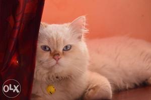 Male Persian cat of 8months