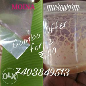 Microworm and moina for low price u take both