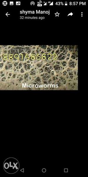 Microworm live feed