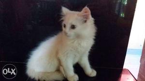 Persian cat doll face male & female available