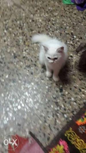 Persian female Cat... 6 month old..