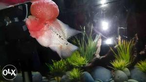 Red dragon flowerhorn With humppy head, very