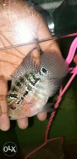 Red magma flower horn canforme male for sale head
