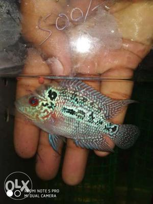 SRD * KML Flowerhorn 3 inch size and with good