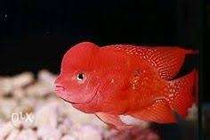 SRM flowerhorn babies available head is popping