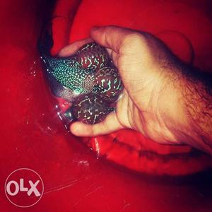 Show Quality Flowerhorn's exclusively by Exotic