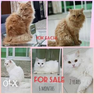 Urgently sale Persian cats As I m leaving for USA