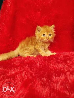 00 punch face Persian cat kitten available
