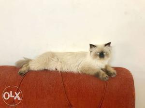 1 year old pin point female persian, toilet trained