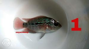 2 inches super red dragon Flowerhorn male babies