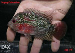 4 inc Flowerhorn female magma