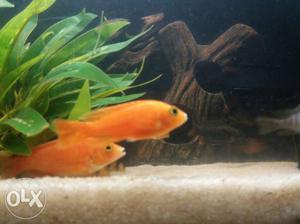 4 inches Strawberry cichlid. INR 400 PAIR