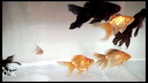 5 Blackmoors. 3 Ryukin Goldfish. 2 Common