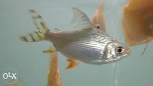 5 inches flagtail barb imported sell urgently