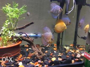 5discus rs tank with full accessories