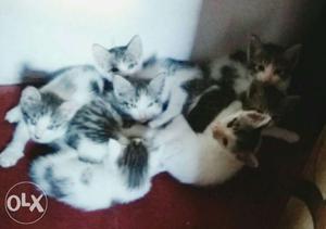 7 kittens each baby  rupees white indian cat