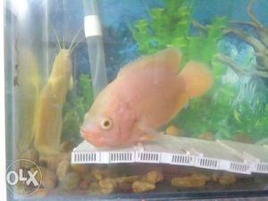 9 inch OSCAR FISH WITH DARK RED COLOUR and one