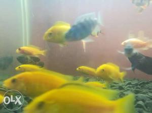African cichlids yellow one pair 100 rs