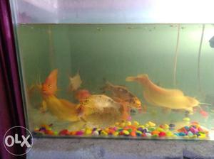 All 10 fish for sale Only Interested Buyers