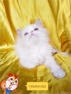 All color and doll face Persian kitten for sale