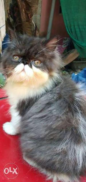 All colour available Persian kitten for sale